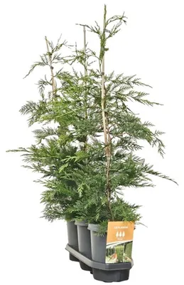 Productafbeelding van JUNAVERA Cupressocyparis leylandii | Leylandcipres | 110 cm hoog | In 21 cm pot | Sterke haagconifeer