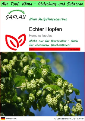 Produktbild von SAFLAX Garden to go - Echter Hopfen - Humulus lupulus - 50 Samen - Mit Topf, Klima - Deckel und Anzuchtsubstrat
