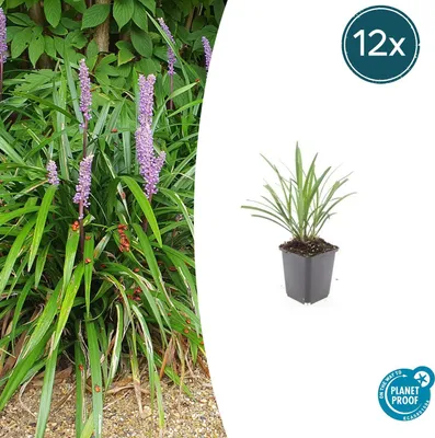 Immagine prodotto di Grappolo di campanelle - Liriope muscari 'Ingwersen' - Vaso da 9 cm - Set da 12 piante