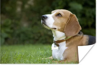 Produktbild von MuchoWow® Poster Ein Beagle liegt im grünen Gras 120x80 cm - Bilder