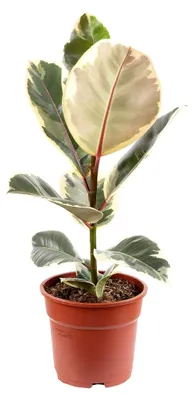Produktbild von Gummibaum - pflegeleichte Zimmerpflanze, Ficus elastica 'Tineke' - Höhe ca. 50 cm, Topf-Ø 17 cm