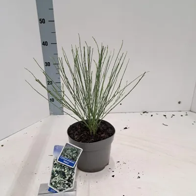 Obrázok produktu pre Cytisus praecox 'Albus' – vres | 20–25 cm v črepníku