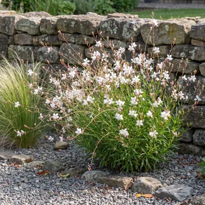 Produktbild von Stauden Gänge 10 x Gaura lindheimeri 'Whirling Butterflies' - Weiße Prachtkerze, 60-80 cm - winterhart, mehrjährig, 9x9 cm Topf