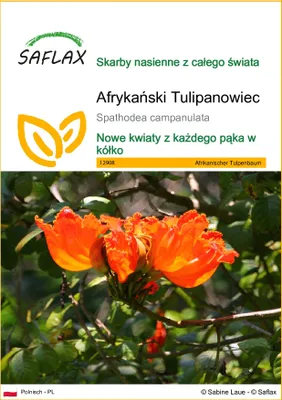 Zdjęcie produktu dla SAFLAX - Afrykański Tulipanowiec - 30 Nasiona - Spathodea campanulata