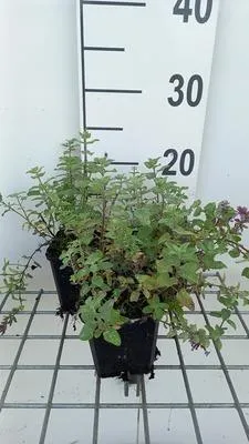Zdjęcie produktu dla 6 x Nepeta faas. 'Blue Wonder' - Katzenminze - Topf 9 x 9 cm