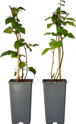 Image de Mûrier - Set de 2 - Rubus fruticosus 'Thornfree' - Hauteur 50-60cm - ⌀15cm
