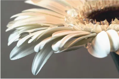 Produktbild von ARTland Wandbild Alu für Innen & Outdoor Blüte einer Gerbera Größe: 60x40 cm
