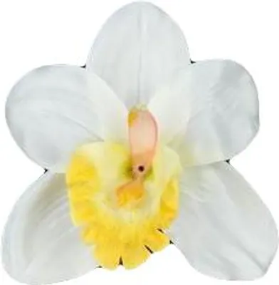 Image de Orchidée en satin blanc et jaune, 1 pce