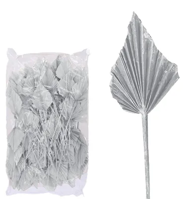 Palmspeer groß, 100 Stück, frostweiß, getrocknet