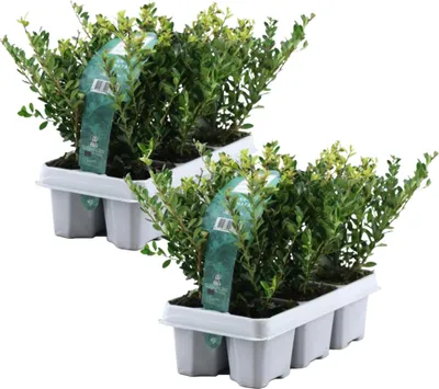 Two trays of small potted plants, likely for gardening or landscaping.
