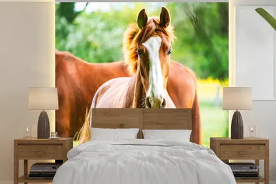 Produktbild von MuchoWow® Fototapete für Wohnzimmer oder Schlafzimmer Wandtapete Vinyl Motivtapete Pferde - Licht - Wiese - 220x220 cm - Tapeten