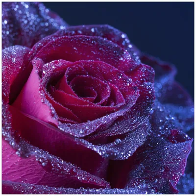 Produktbild von Wallario Magnet für Kühlschrank / Geschirrspüler, magnetisch haftende Folie - 60 x 60 cm, Motiv: Rote Rosenblüte im Regen