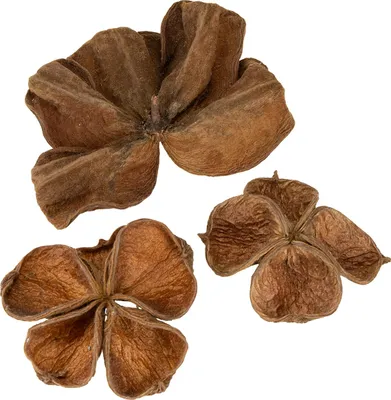 Produktbild von Landlotus Natur 50 St - Trockenfloristik Deko für Trauerfloristik & Gedenkfloristik, 50 Stück