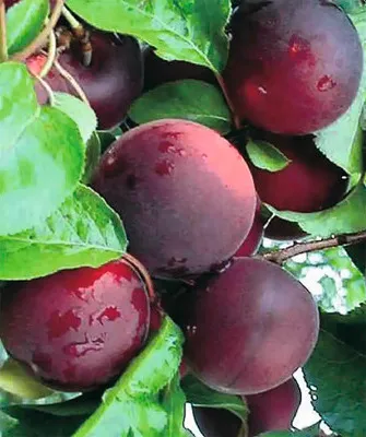 Obrázek produktu pro ŠvestkomeruňkaFloraSelfPrunus hybrid 'Aprisali' ® výška 125-150 cm květináč 7,5 l