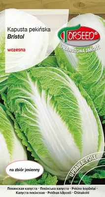 Produktbild von Samen Bristol Chinakohl 0.5g - Torseed