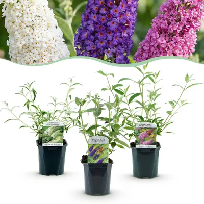 Produktbild von Green boutiQ - Gartenpflanze - Buddleja davidii Tricolour - Schmetterlingsstrauch - Winterhart - Blau - Rosa - Weiß - 3 Pflanzen - Topf 17cm - Höhe 45cm