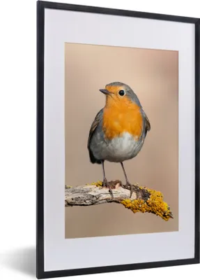 Produktbild von MuchoWow® Gerahmtes Poster Rotkehlchen - Vogel - Zweig - Tiere 40x60 cm - Poster mit Schwarzem Bilderrahmen Wandposter Rahmen Foto Bilder - Poster in Rahmen