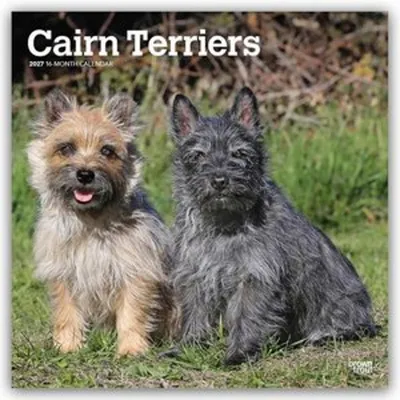 Produktbild von Cairn Terriers 2027 - 16-Monatskalender