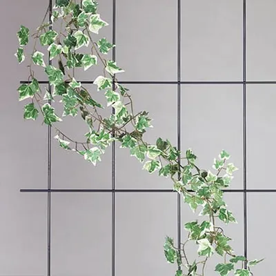 Produktbild von SIENA GARDEN Spalier 4-strebig grün 150x60cm, mit SB-Reiter
