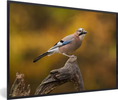 Produktbild von MuchoWow® Gerahmtes Poster Vogel - Zweig - Eichelhäher 90x60 cm - Poster mit Schwarzem Bilderrahmen Wandposter Rahmen Foto Bilder - Fotorahmen - Foto-Plakat