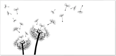 Produktbild von Stahl Magnettafel Querformat 37x78cm Pusteblume 2