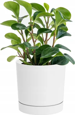 Produktbild von Topf Tubo P Weiss