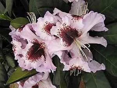 Produktbild von Rhododendron hybr. Pinguin - 30 - 40 cm