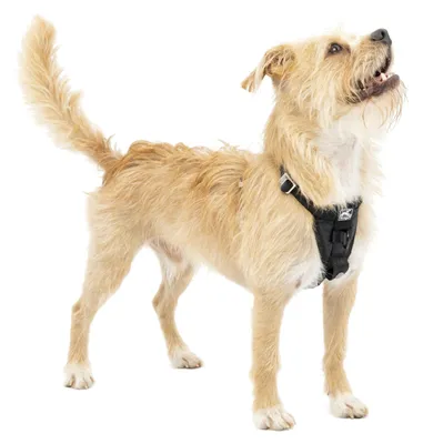Image de Harnais Kurgo Tru-Fit-Smart (avec ceinture de sécurité), couleur : noir, taille : S
