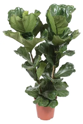 Produktbild von Ficus Lyrata - 90-100cm - Ø27cm - Zimmerpflanze - Immergrün