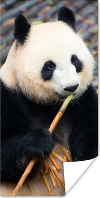 Produktbild von MuchoWow® Poster Großer Panda - Bambus - Blätter 80x160 cm - Kinderzimmer