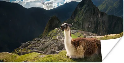 Produktbild von MuchoWow® Poster Alpaka - Machu Picchu - Felsen 150x75 cm - ohne Rahmen