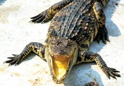 Produktbild von 3 D Ansichtskarte Krokodil,  Postkarte Wackelkarte Hologrammkarte Tiere Tier