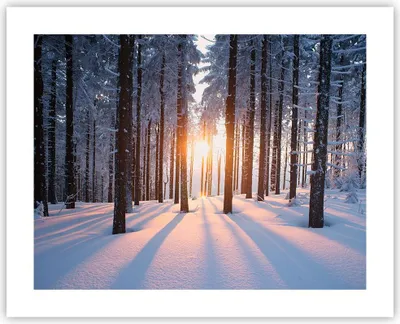 Produktbild von Poster - Poster ohne Rahmen - Wald Winter Schnee - 50x40 cm - Wand Bild - Wanddeko - Wandbilder - Kunstposter - Wandposter - Bilder - Kunstdruck - Wanddekoration - Wandbild - P2XAA50x40-3629