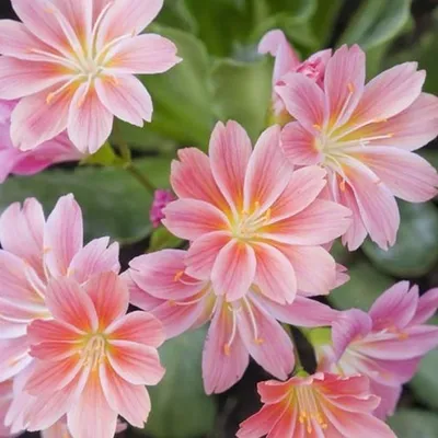 Obrázok produktu pre 6 ks rastlín Bitterkruid (Lewisia cotyledon) | Kvetináč 9 cm x 9 cm