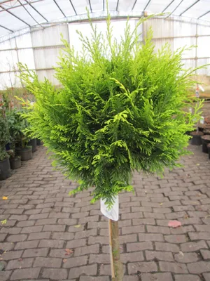 Produktbild von Hochstamm - Chamaecyparis lawsoniana Stardust - Gelbe Gartenzypresse - 80cm Stamm