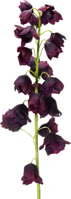 Produktbild von Künstliche Fritilaria für stilvolle Dekoration und elegante Arrangements