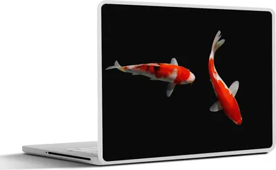 Produktbild von MuchoWow® Laptop Aufkleber Sticker Cover Zwei bunte Koi-Karpfen auf schwarzem Hintergrund 36.5x27.5 cm - Laptop-Sticker