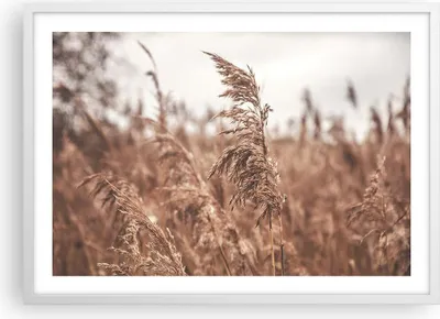 Produktbild von Gerahmtes Poster - Weißer Rahmen - Zuckerrohr Wiese Boho - 70x50 cm - Wand Bild - Wanddeko - Wandbilder - Kunstposter - Wandposter - Bilderrahmen - Bilder - Kunstdruck - P2WAA70x50-4709