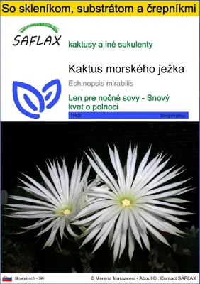 Obrázok produktu pre SAFLAX Kultivačný set - kaktus morského ježka - Echinopsis mirabilis - 40 Semená - S mini skleníkom, pestovateľským substrátom a 2 črepníkmi