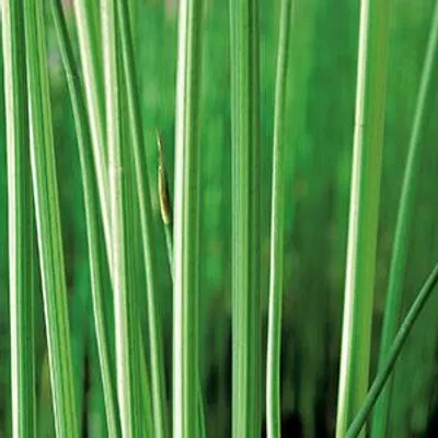 Productafbeelding van Moerings Scirpus Lacustris Albescens | Bonte Bies | In 9CM pot