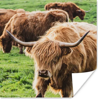 Produktbild von MuchoWow® Poster Schottische Highlander - Kühe - Tiere 50x50 cm - Wohnzimmerdekoration