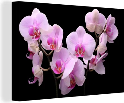 Zdjęcie produktu dla OneMillionCanvasses® - Obrazy na płótnie - 140x90 cm, Orchidea - Kwiaty - Różowy - Flora, Dekoracja ścienna - Zdjęcie na płótnie - Obraz na drewnianej ramie