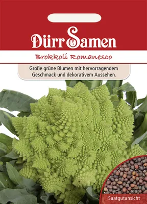 Produktbild von Dürr-Samen - Brokkoli Romanesco - Saatgut - 0516