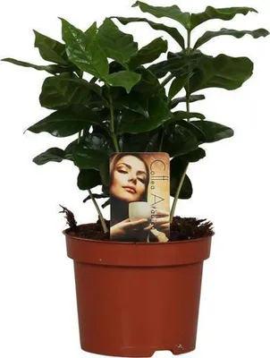 Obrázek produktu pro Kávovník Coffea Arabica, pokojová rostlina, Ø 12 cm, výška 25 cm, voňavá dekorace