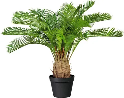 Obrázek produktu pro Umělá rostlina cykas cycas revoluta 60 cm zelená v plastovém květináči se zeminou 15x13 cm