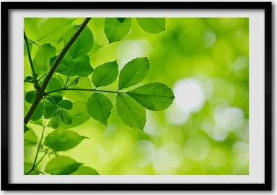 Produktbild von Bild - Bilderrahmen - 100 cm x 70 cm - MDF - Rahmen - Foto - Wandkunst Grüne Blätter