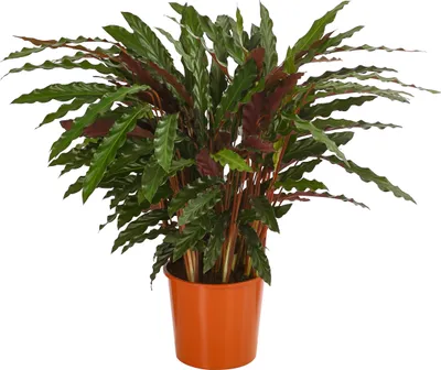 Produktbild von Dehner Korbmarante Elger Grass, Calathea, luftreinigend, ca. 65-75 cm, Ø Topf 17 cm, Zimmerpflanze