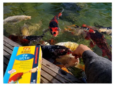 Produktbild von Koi Snack Nature 20 Stück (35 g) - Koifutter - Snack zur Fütterung aus der Hand (Packung mit 2)