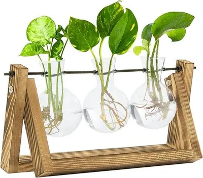 Produktbild von Terrarium-Set für Pflanzenzucht mit Holzunterstand