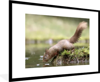 Produktbild von MuchoWow® MuchoWow® Gerahmtes Poster Eichhörnchen - Wasser - Wald 90x60 cm - Poster mit zchwarzem Bilderrahmen - Wanddekoration - Fotos